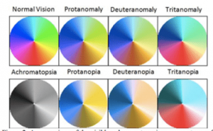 DEFICIÊNCIA DA VISÃO DE CORES – SBOP – Área do Paciente
